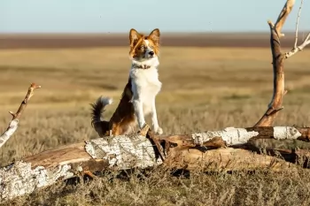 Стартовали съемки фильма про собаку-космонавта Белку