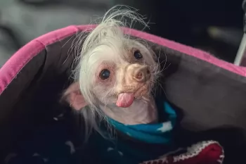 Лучшие российские и зарубежные сериалы июля 2025 года