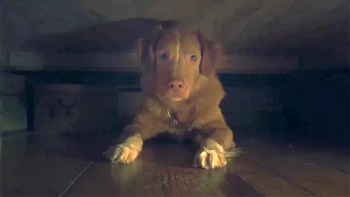 Дублированный трейлер фильма ужасов "Глазами пса"