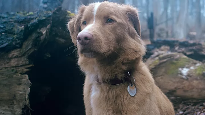 Второй дублированный трейлер фильма ужасов "Глазами пса"