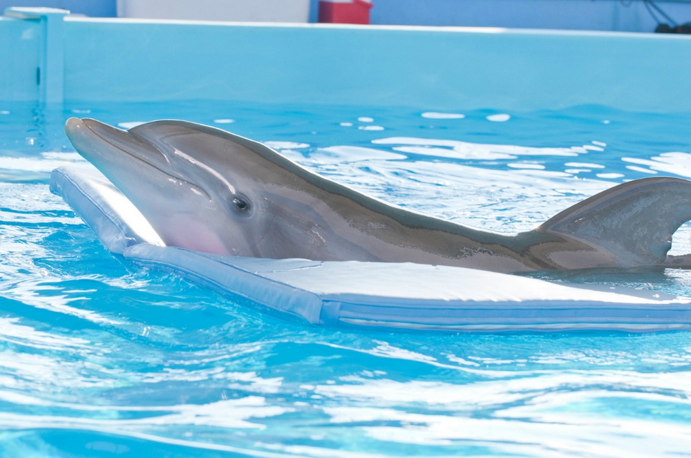 История дельфина: кадр N31402