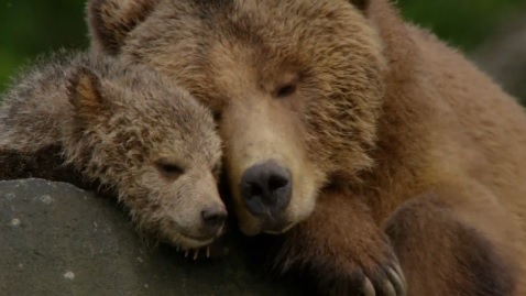 Кадр к фильму Медведи / Bears